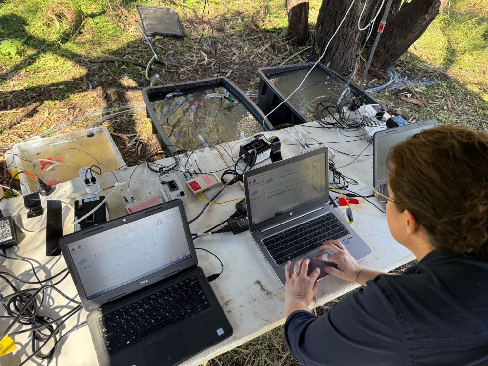A scientist measuring the metabolism of multiple fishes on the bank of the river