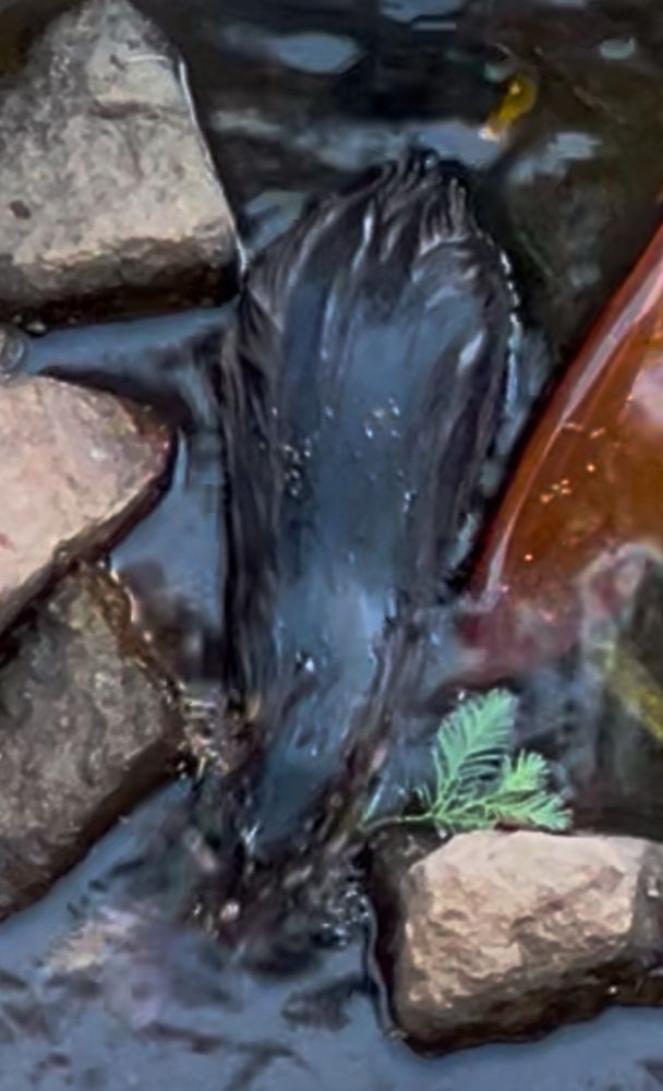 Screen shot from movie of Rakali in a creek
