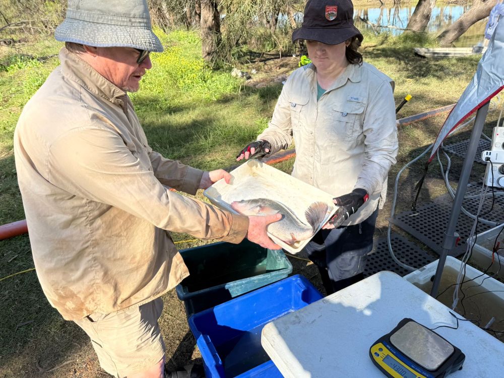 Weighing and measuring a golden perch fish
