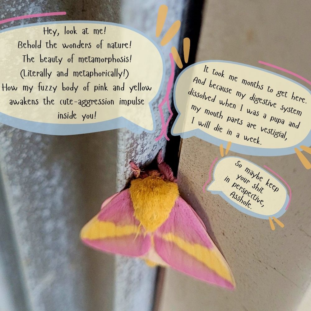 Photo of a fuzzy, pink, and yellow Rosy Maple Moth with 3 cartoon speech bubbles of text. 
Speech bubble #1: Hey, look at me! Behold the wonders of nature! The beauty of metamorphosis! (Literally and metaphorically!) How my fuzzy body of pink and yellow awakens the cute-aggression impulse inside you!
Speech bubble #2: It took me months to get here. And because my digestive system dissolved when I was a pupa and my mouth parts are vestigial, I will die in a week.    
Speech bubble #3: So maybe keep your shit in perspective, Asshole.