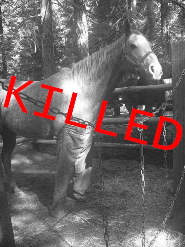 black and white photo of horse wearing jeans overlaid with red text displaying "KILLED"