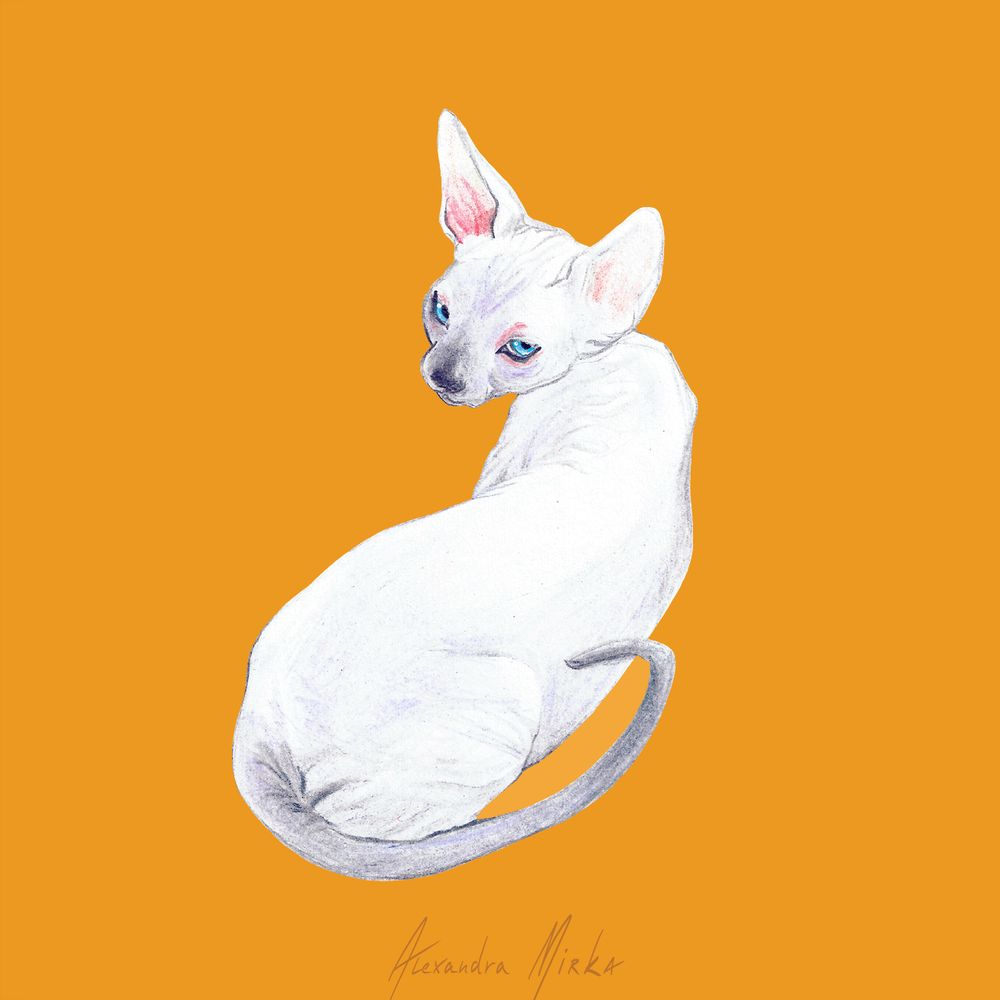 Sphinx cat looking at you