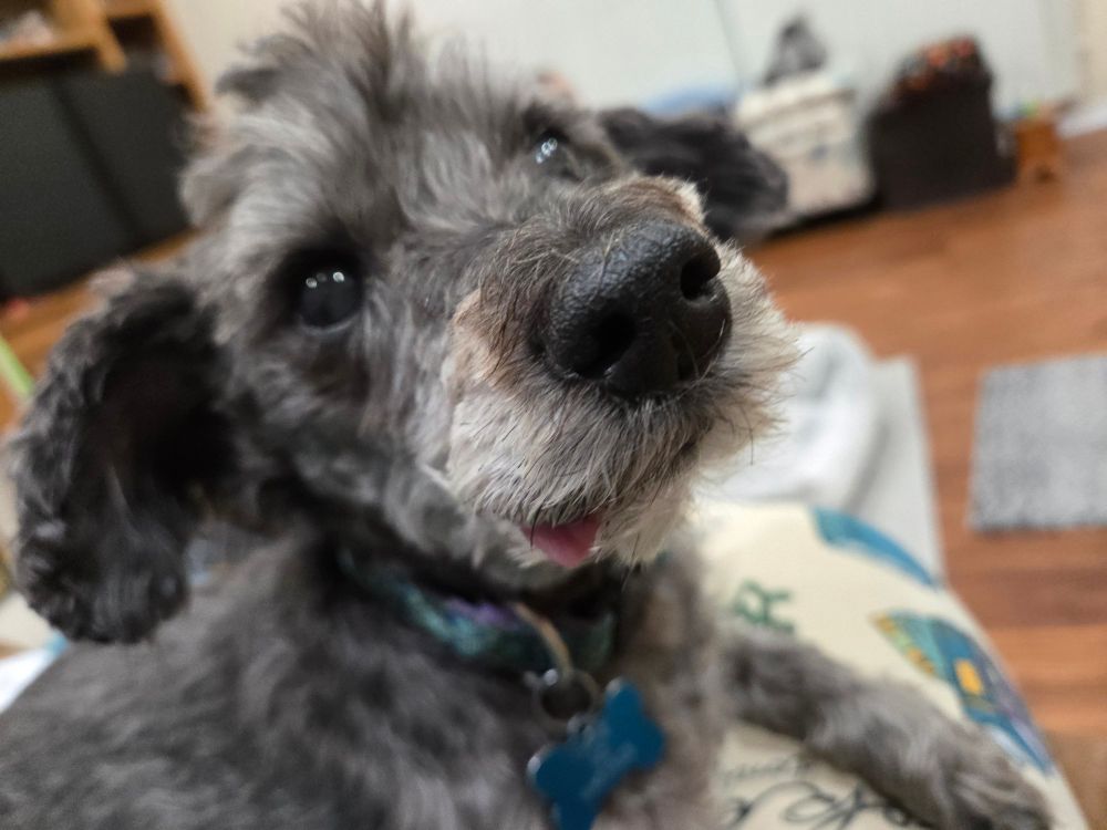 A little gray dog with the tip of his tongue sticking out.
