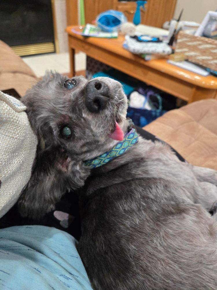 A little gray dog with his tongue sticking out of his mouth, tilting his head back to look disapprovingly at the camera.
