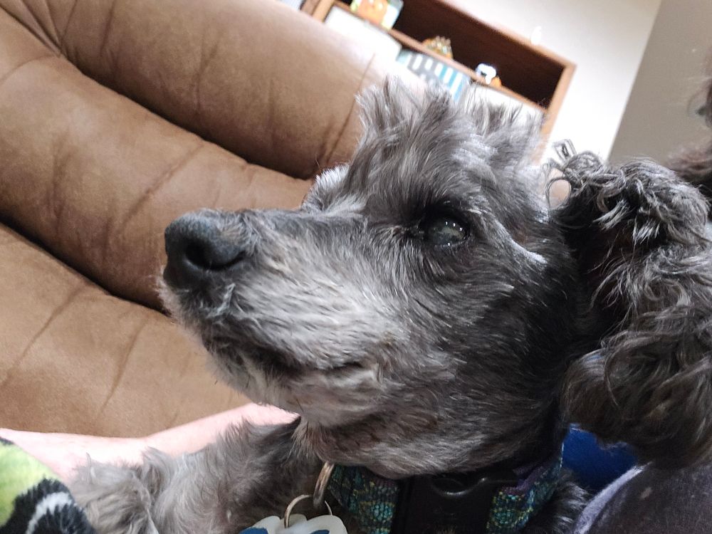 A little gray dog who is extremely cute despite his obvious disdain for the camera