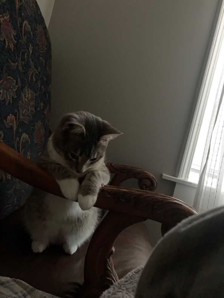 Kitten sitting up like a little person using arm of arm chair to sit up