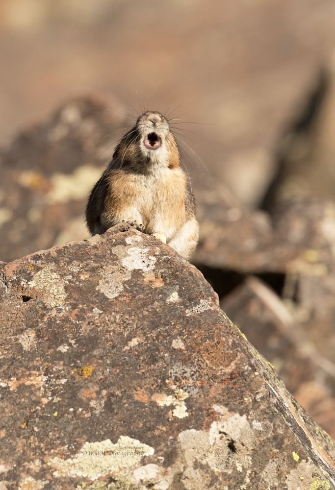 American pika eeeping directly at the camera.