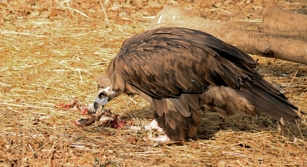 A large brown bird eating the carcass of a very dead small mammal. 