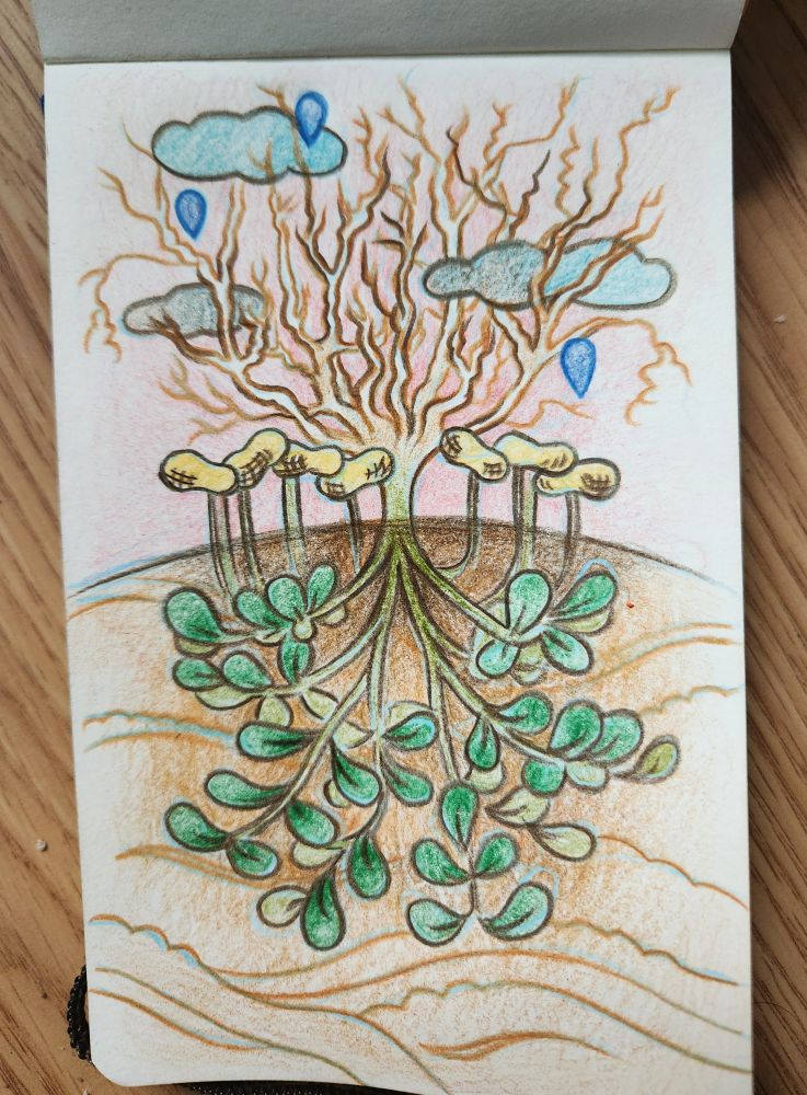 Pencil crayon illustration of a peanut plant that is growing up backwards, roots reaching into the sky. 