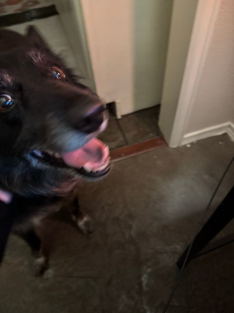 A friendly, black dog with their mouth slightly open looks at the camera