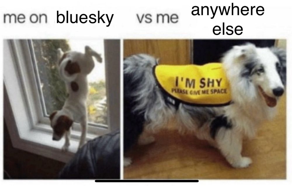 a dog with its butt up on a window and a dog in a vest that says “im shy please give me space” with the caption “me on bluesky versus me anywhere else”