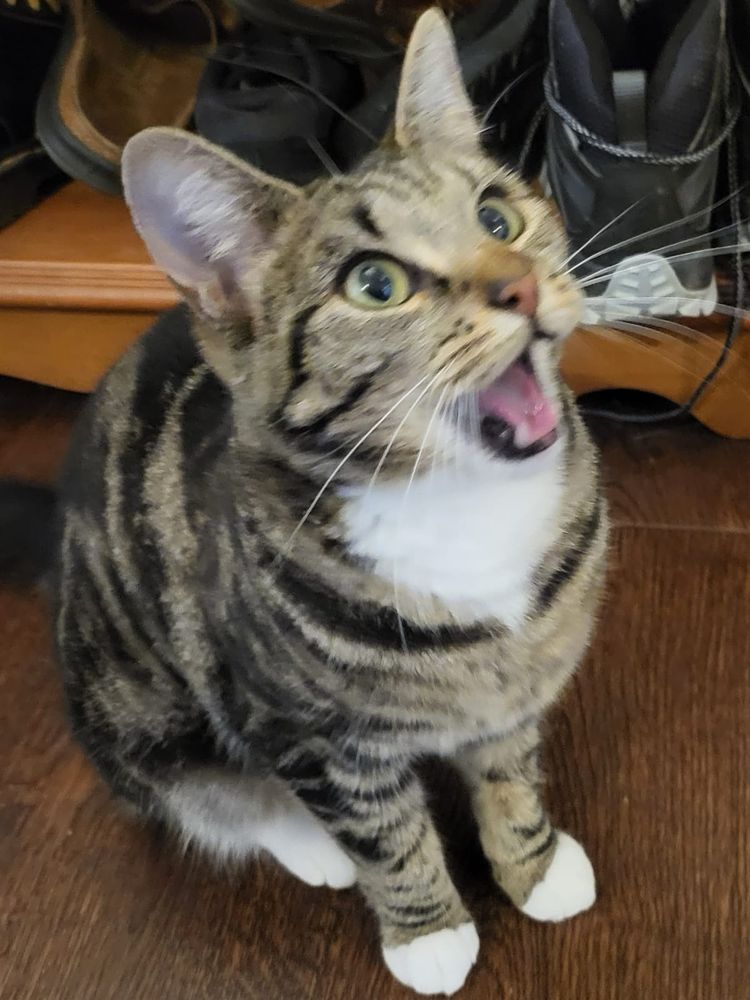 My Tabby cat Teega sitting with her mouth wide which makes her look shocked.