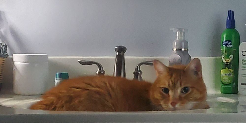 Orange cat lounging in the bathroom sink