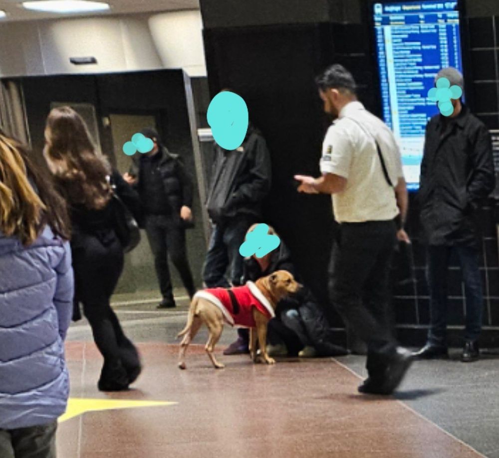 um cachorro marrom de porte médio e pelo baixo com uma roupa de papai noel no saguão do aeroporto