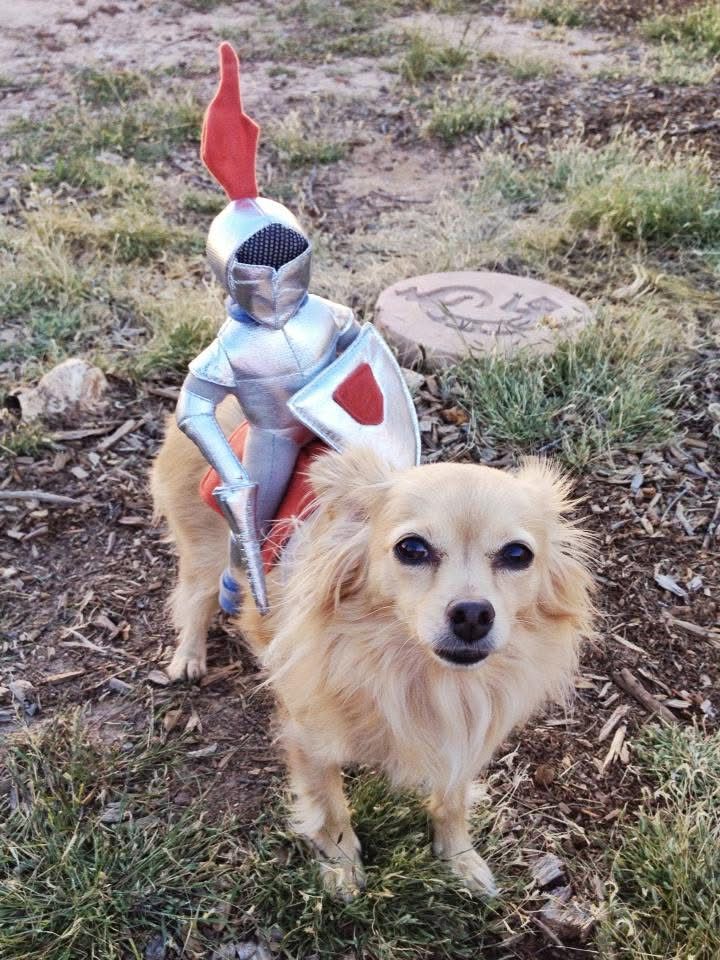 Photo of cute long-haired chihuahua wearing Halloween costume of a mounted armored knight.