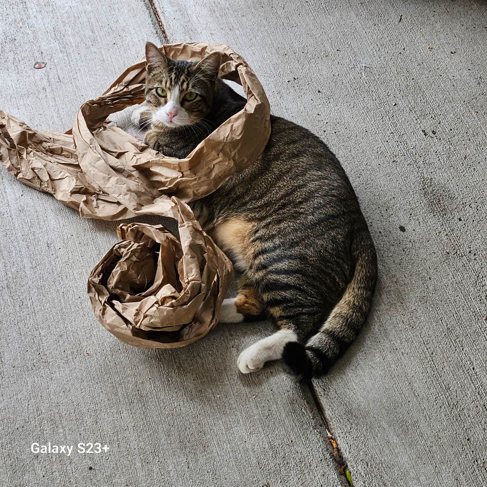 Cat with packing paper