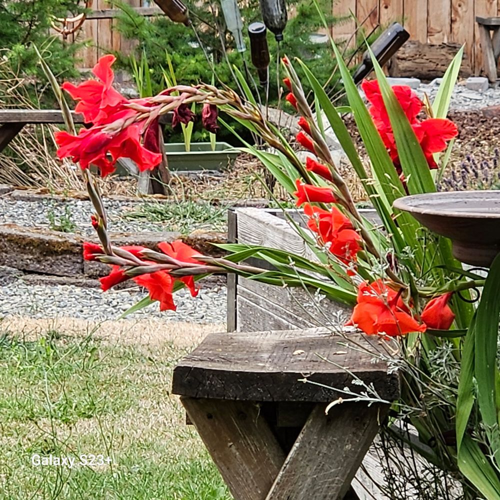Red daffodils for Rick.