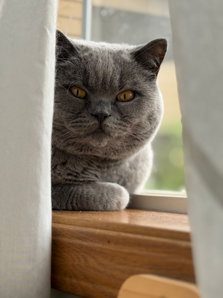 Grey cat in a sunny window 