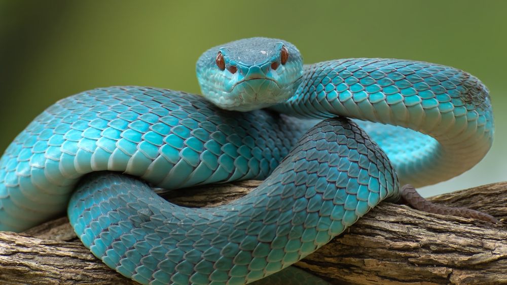 A turquoise snake sitting on a branch 