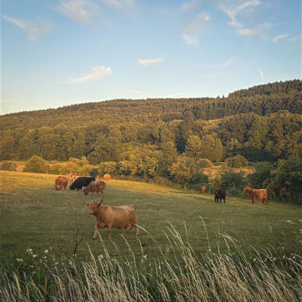 Cows wandering in a green field by some hills and wooded areas