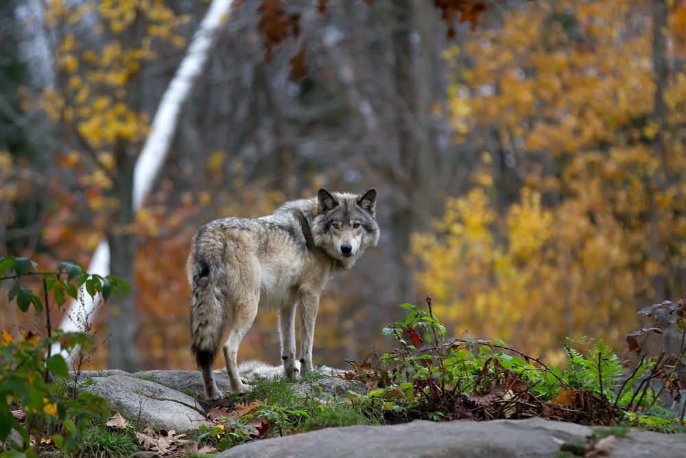 A Timber Wolf in a woodland