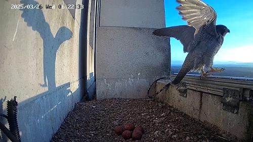 Peregrine on the ledge of the Parkinson tower guarding over five eggs