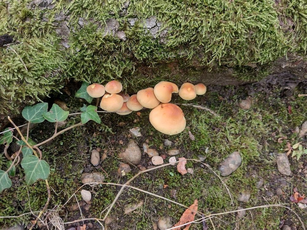 MUSHROOMS MUSHROOMS on a mossy log. They are a nice tan brown like toasted marshmallows but DO NOT EAT because they are not toasted marshmallows, they are MUSHROOMS MUSHROOMS