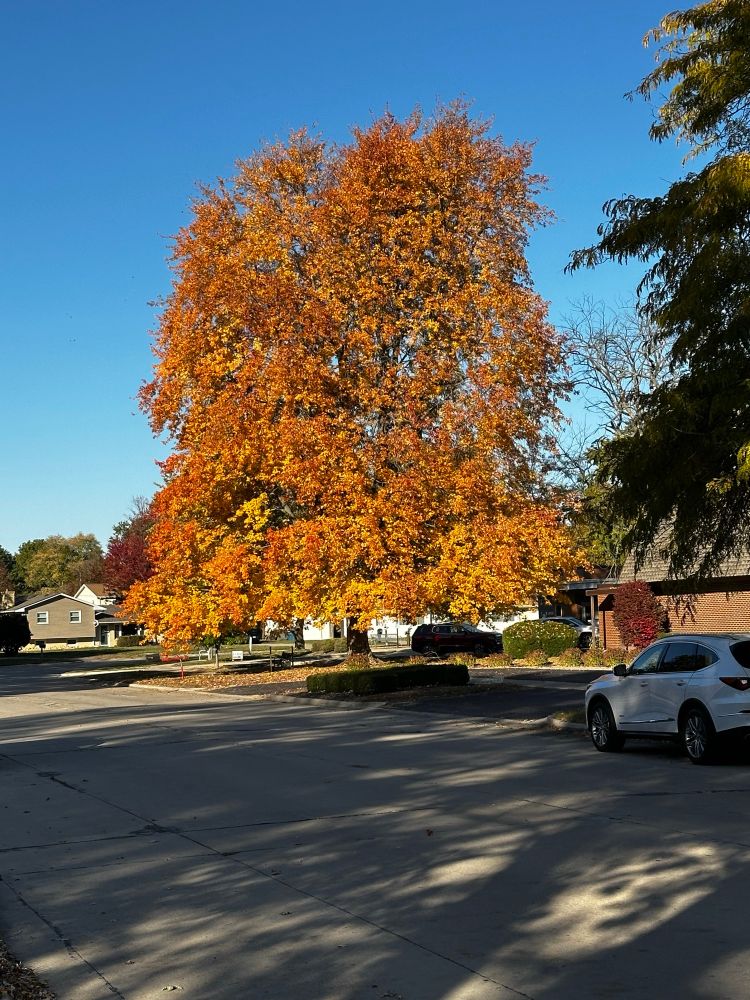Large tree in Fall colors
