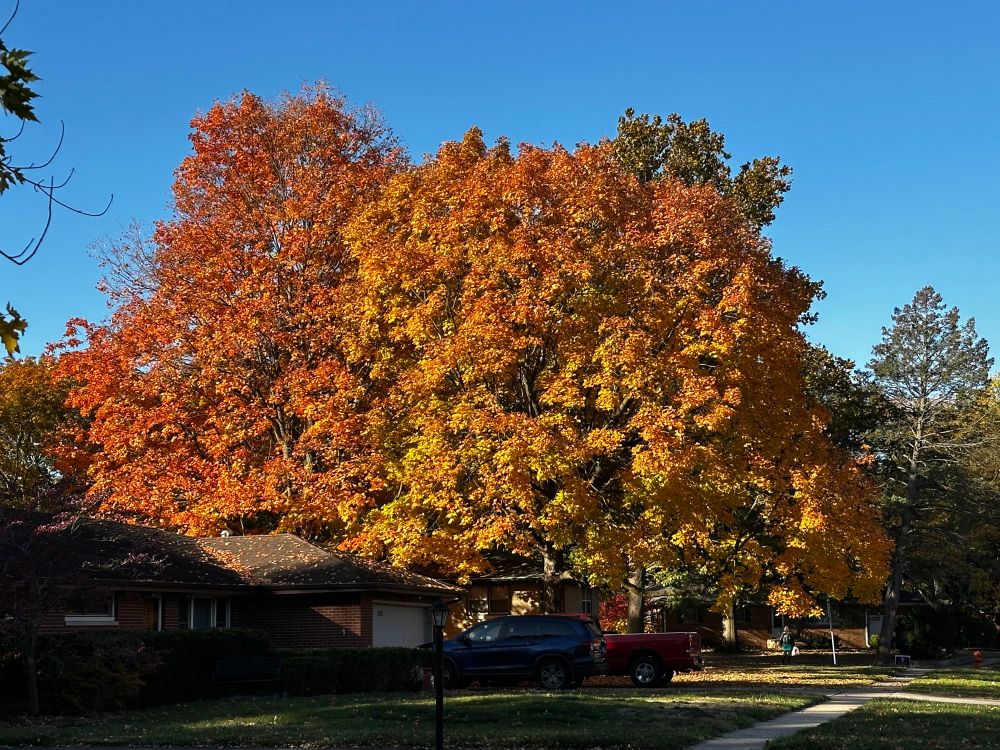 Large tree in Fall colors