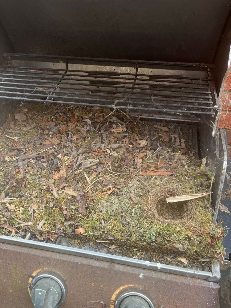 bird nest inside barbecue