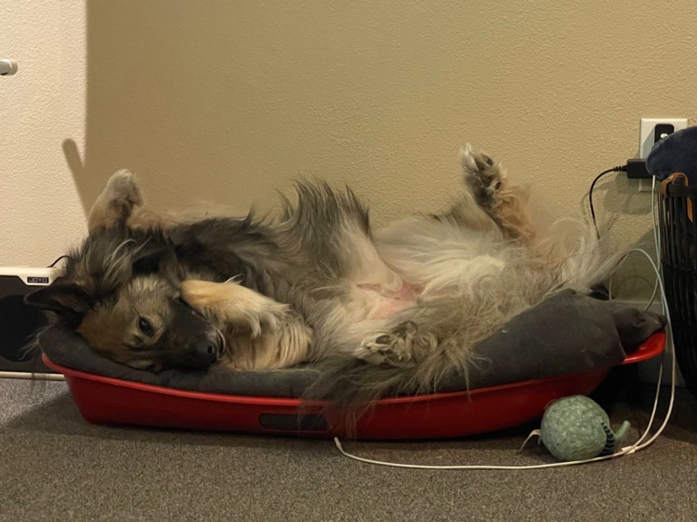 German shepherd laying on her back in a sled with all paws up