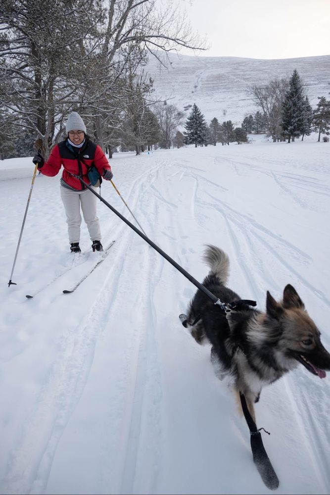 German shepherd running through the snow while attached to Nia in a red puffy jacket on cross country skis