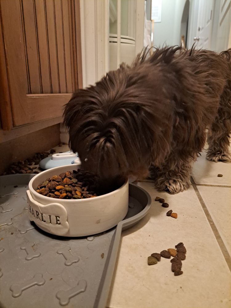 A small brown dog eating