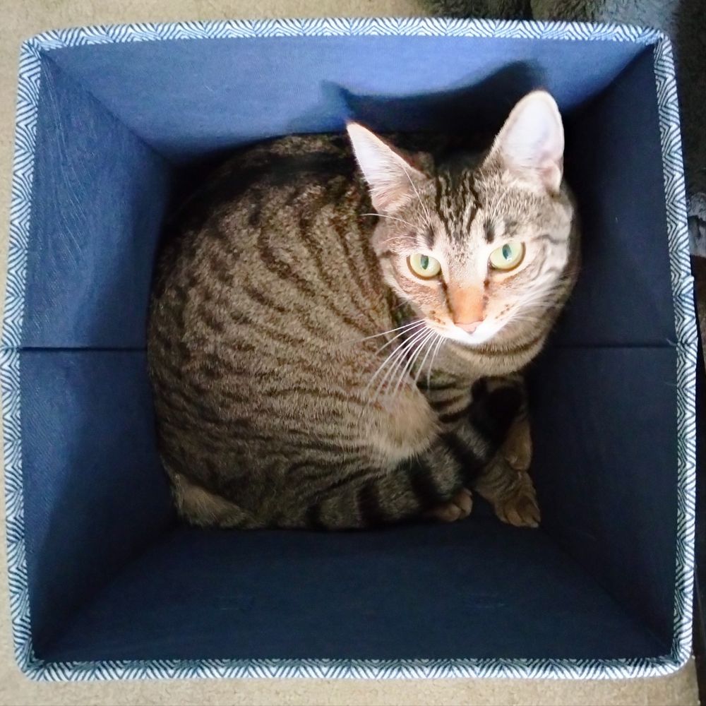 Overhead photo of a brown tabby cat curled up in a blue fabric storage crate. She's looking up at the camera with pale green eyes 