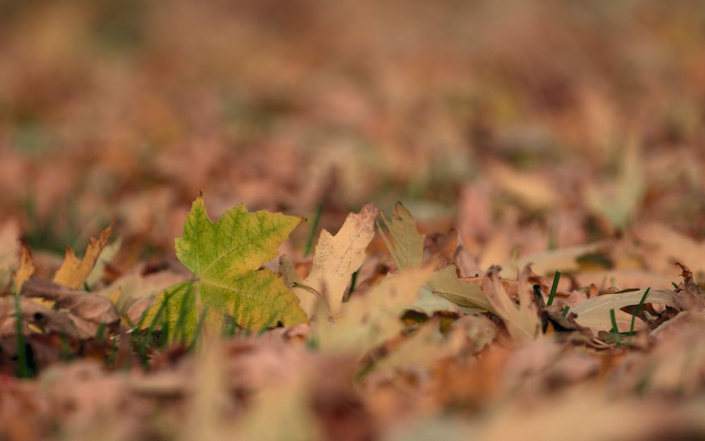 A layer of fallen leaves. Most of the leaves are a brownish red, but in the center there's a single leaf with a yellow edge and greenish center.
