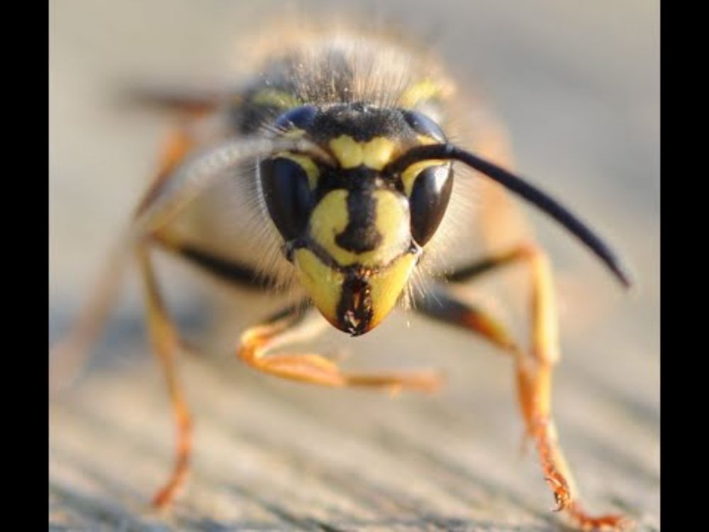Be Kind to Wasps