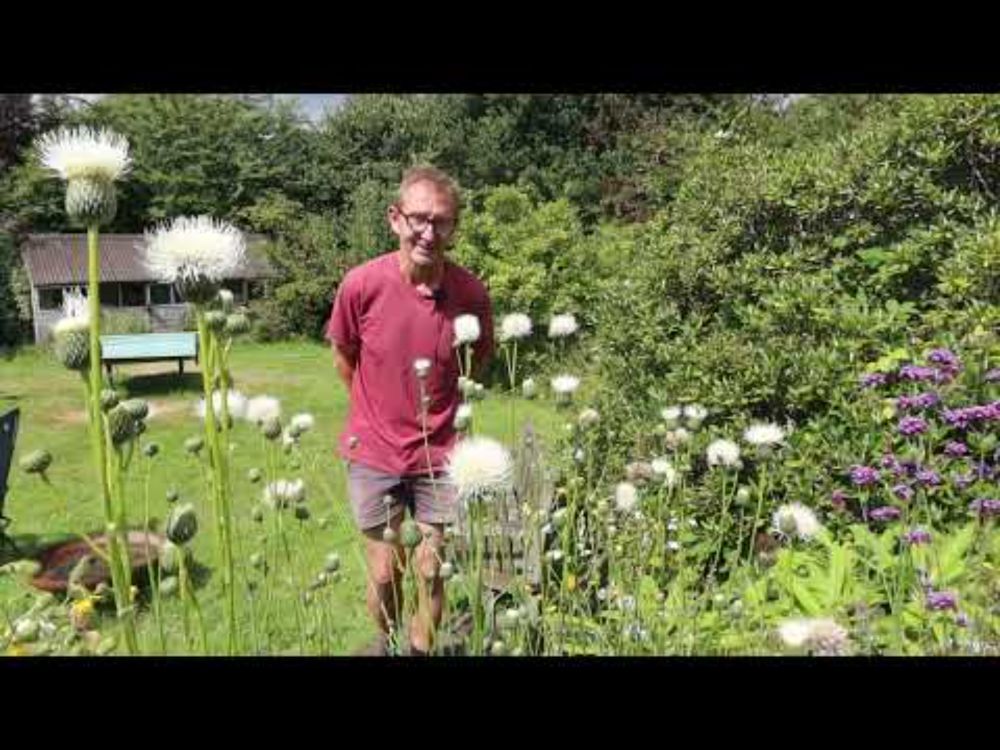 Best Plants for Bees: Klasea bulgarica
