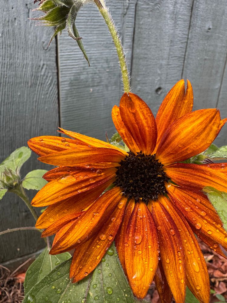 Orange /bronze sunflower with brown center, wet from watering.