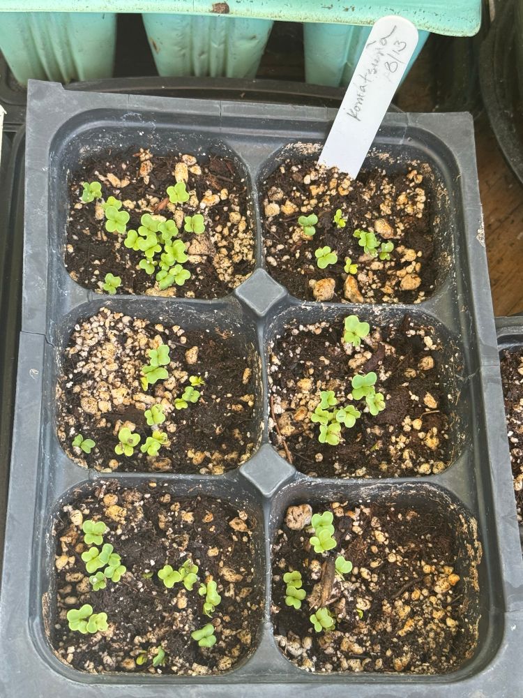 6-pack of Komatsuna sprouts that were started on Aug. 13.