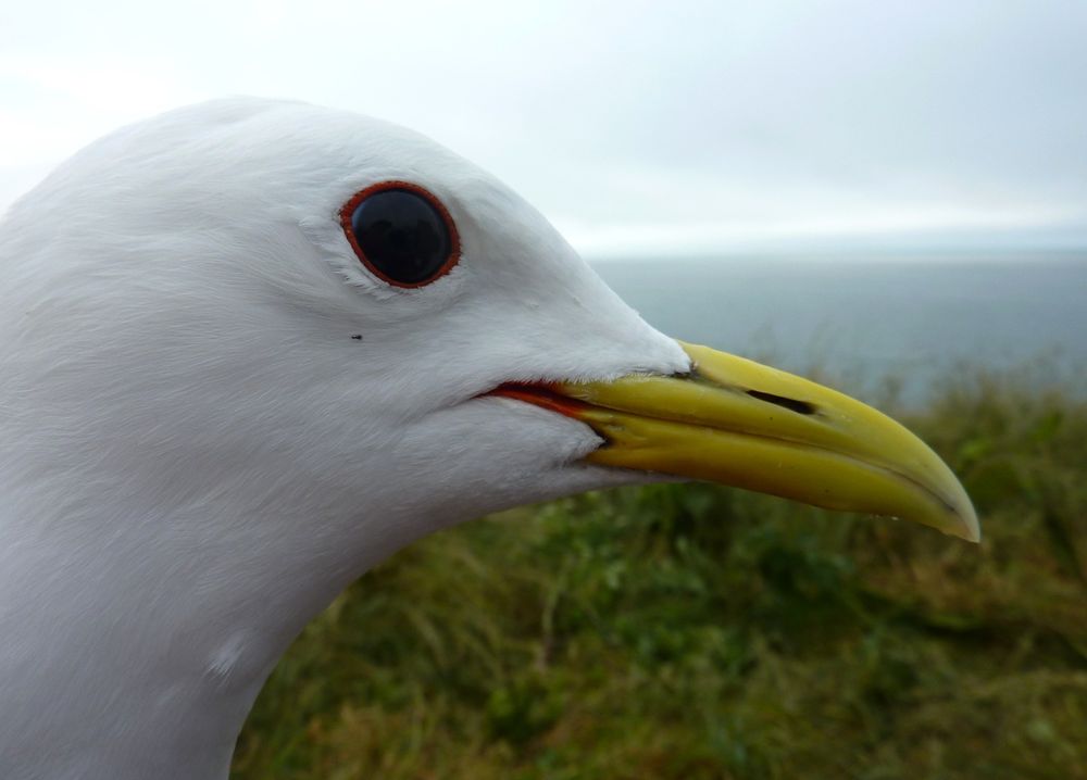 A picture of the head of a kittiwake, a seabird found breeding around the UK