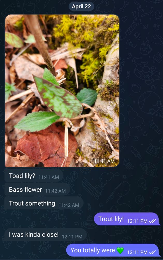 Text conversation. Person 1 shares a photo of a speckled leaf poling up from the ground.

Person 1: Toad lily? Bass flower. Trout something.

Person 2: Trout lily!

Person 1: I was kinda close!

Person 2: You totally were (Heart emoji)