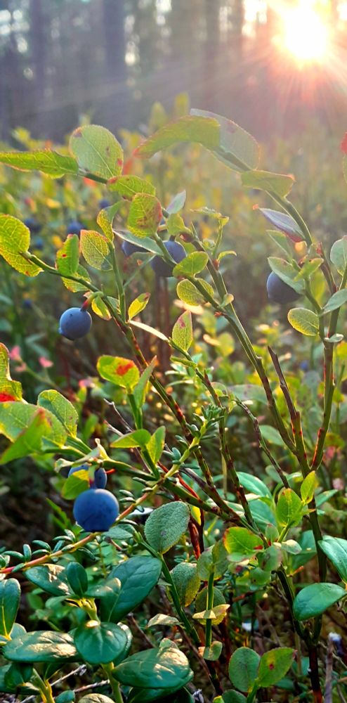 A close-up photo of some wild blueberries on a sunny evening