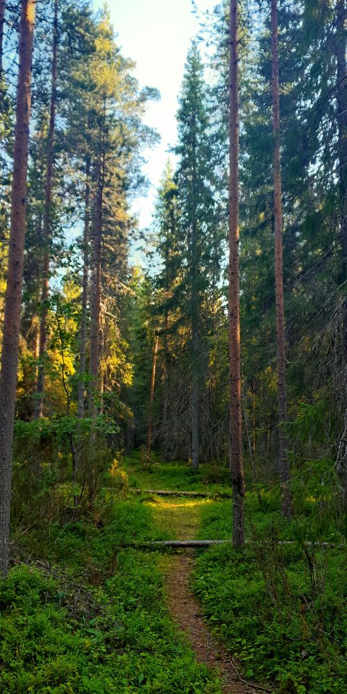 A photo of a narrow forest footpath framed by spruce and pine trees