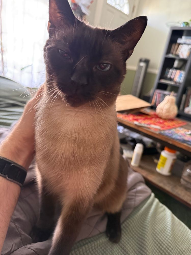 A Siamese cat on a couch making a blinky face and getting pets