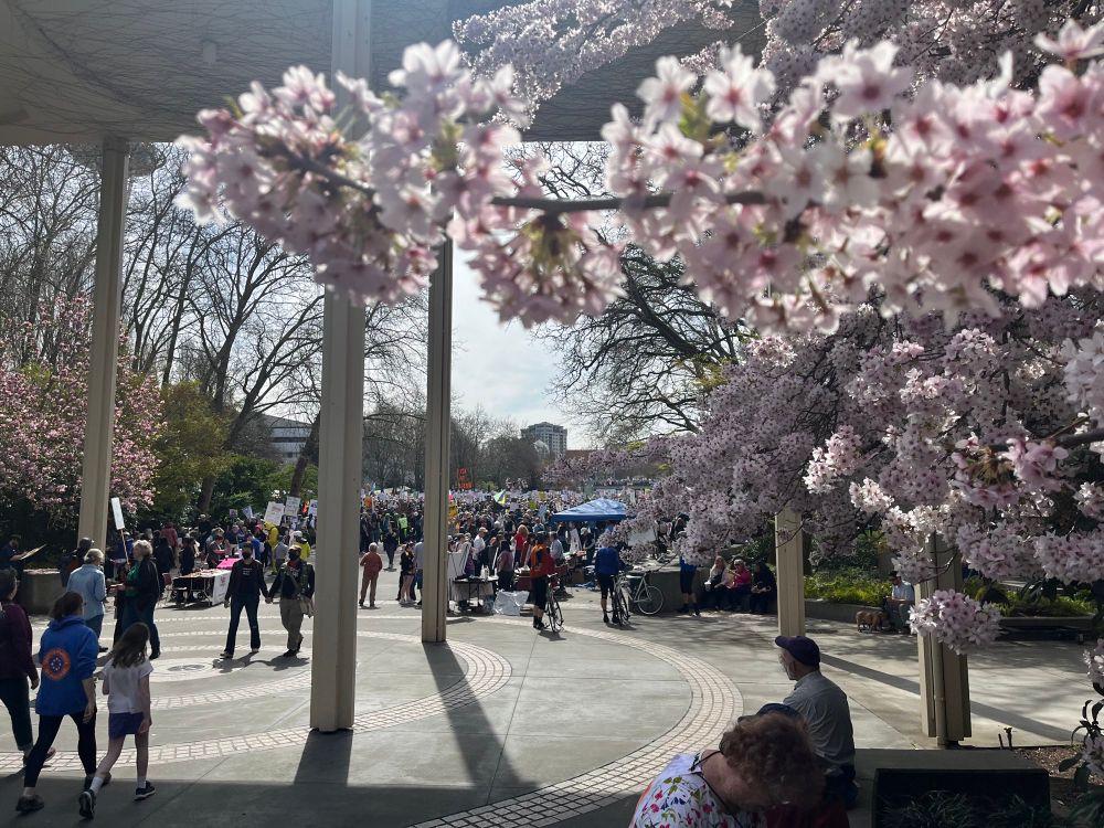 Seattle Center view of cherry blossoms and large crowd of protesters 