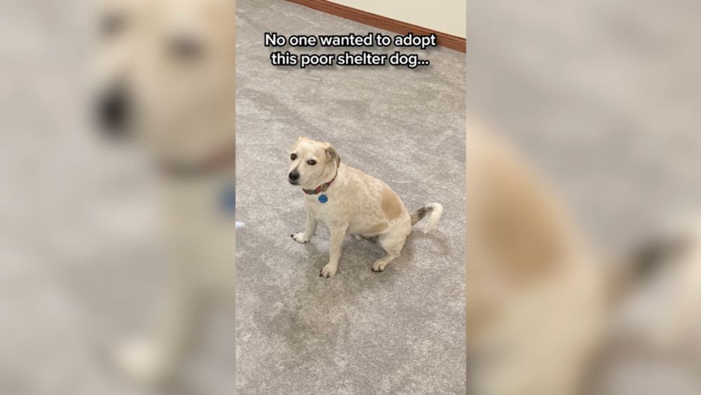 No One Wanted To Adopt This Poor Dog Because He Was A Registered Sex Offender, But He Found A Home W...