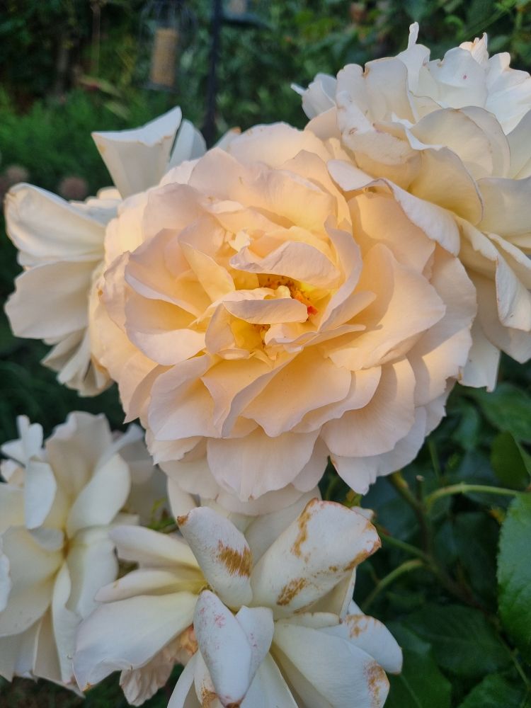 Another Chandos Beauty rose