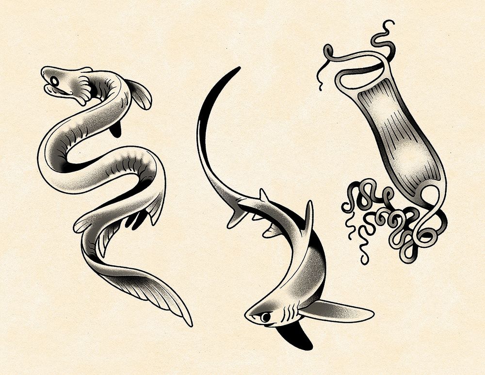 A tattoo flash sheet featuring a frilled shark, pelagic thresher shark, and a cat shark egg