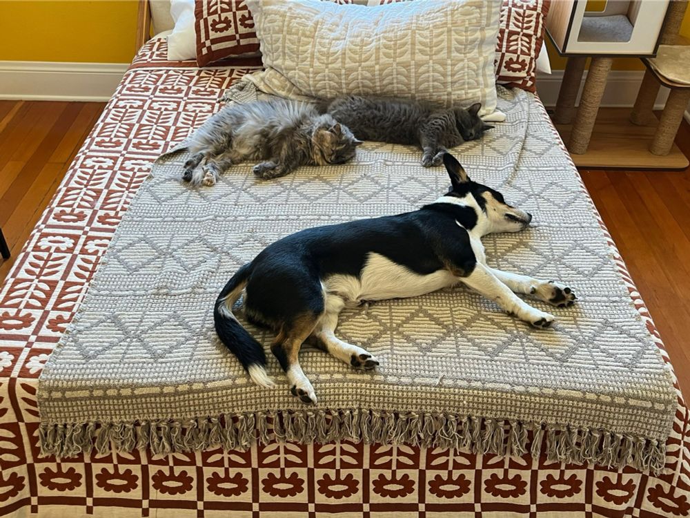 ALL THREE of my pets sleeping on the same bed - my dog, a corgi mix named Pippin, a fluffy gray dilute tortie cat named Peach, and a medium hair blue cat named Puddin
