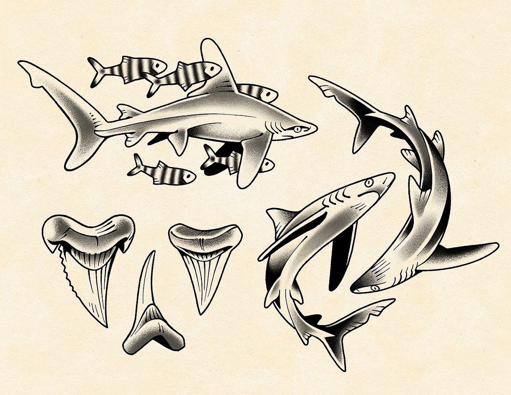 A tattoo flash sheet featuring a pelagic white tip shark with fish, two blue sharks, and assorted shark teeth